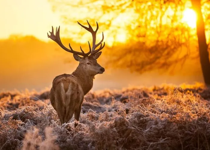 De Veluwe Europarcs Сasa de vacaciones Otterlo